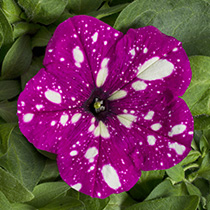 Petunia hybrida multiflora nana Dot Star