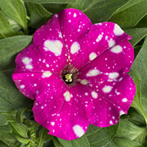 Petunia hybrida multiflora nana Dot Star