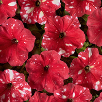 Petunia hybrida multiflora nana Dot Star