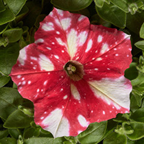 Petunia hybrida multiflora nana Dot Star