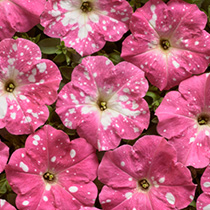 Petunia hybrida multiflora nana Dot Star