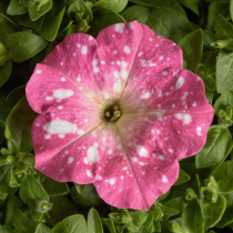 Petunia hybrida multiflora nana Dot Star