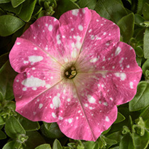 Petunia hybrida multiflora nana Dot Star