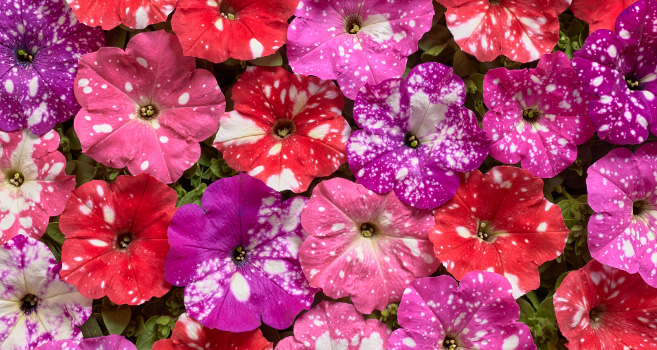 Petunia hybrida multiflora nana Dot Star