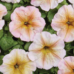 Petunia hybrida multiflora nana