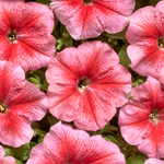 Petunia hybrida multiflora nana