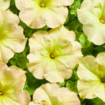 Petunia hybrida multiflora nana