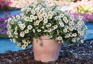 Petunia multiflora