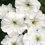 Petunia hybrida multiflora nana