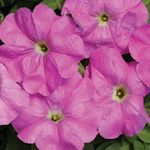 Petunia hybrida multiflora nana