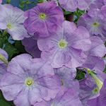 Petunia hybrida multiflora nana