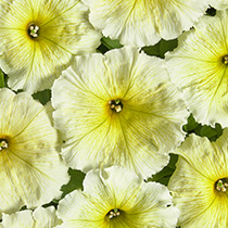 Petunia hybrida multiflora nana