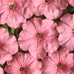 Petunia hybrida multiflora nana