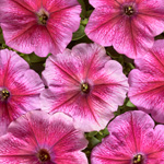 Petunia hybrida multiflora nana