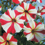 Petunia hybrida multiflora nana