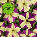 Petunia hybrida pendula grandiflora