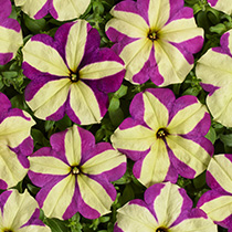 Petunia hybrida pendula grandiflora