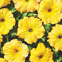 Petunia hybrida pendula grandiflora