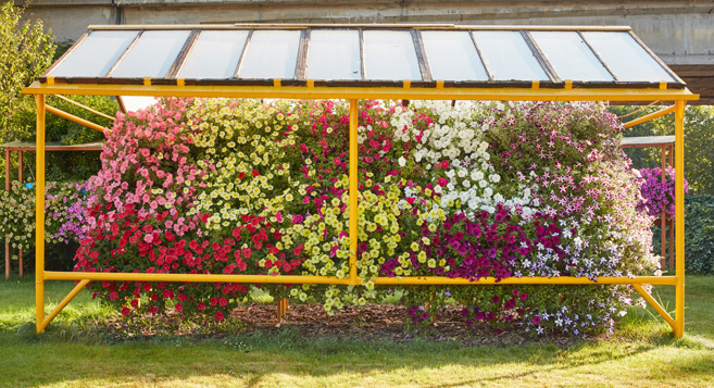 Petunia Hybrida Pendula