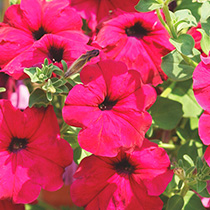 Petunia hybrida pendula grandiflora