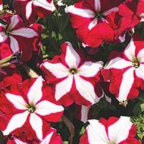 Petunia hybrida pendula grandiflora