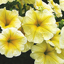 Petunia hybrida pendula grandiflora