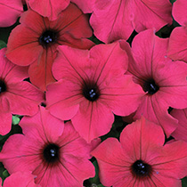 Petunia hybrida