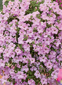 Petunia hybrida