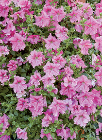 Petunia hybrida