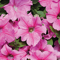 Petunia hybrida