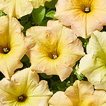 Petunia hybrida