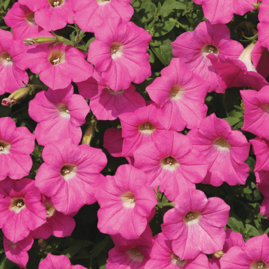 Petunia hybrida