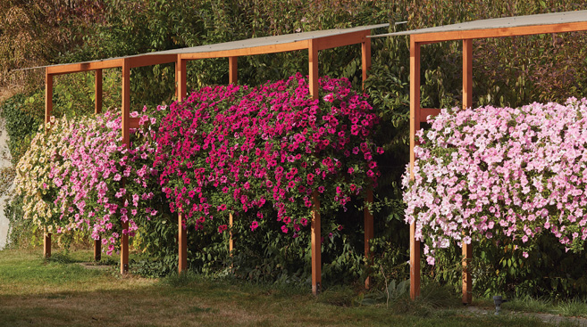 PETUNIA HYBRIDA GRANDIFLORA