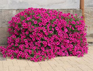 Petunia hybrida